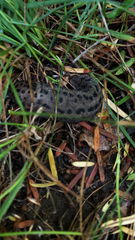 Limax maximus