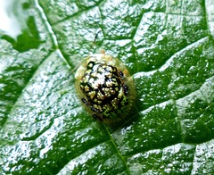 Cteisella confusa