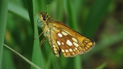 Carterocephalus mandan