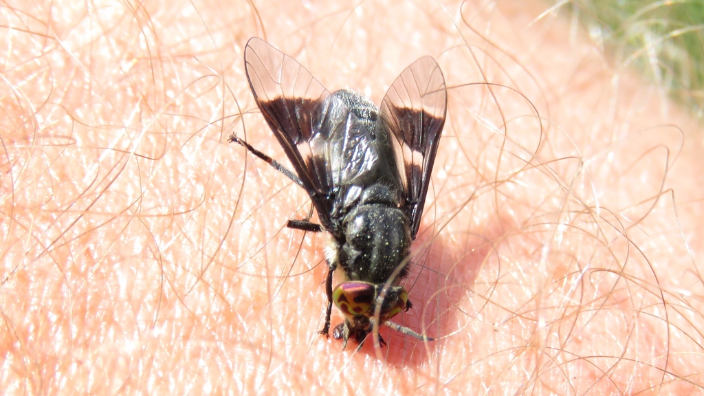 Dark Deer Fly