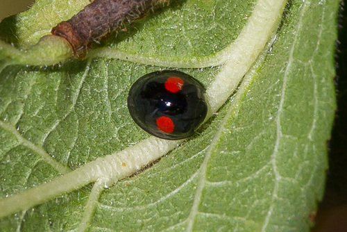 Kidney-spot Ladybird