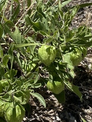 Physalis longifolia