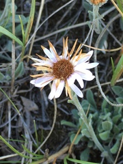 Erigeron caespitosus