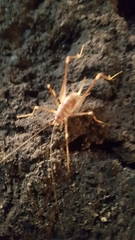 Dolichopoda geniculata