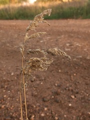 Poa arachnifera
