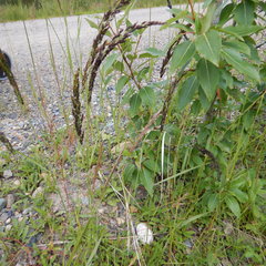 Calamagrostis inexpansa
