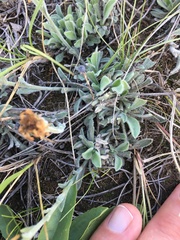 Erigeron caespitosus