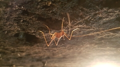 Dolichopoda geniculata