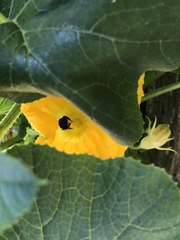 Melissodes bimaculatus