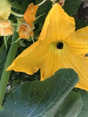 Melissodes bimaculatus