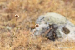 Armeria arenaria