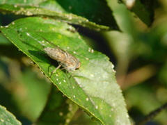 Tabanus bromius