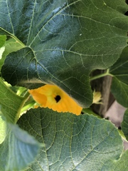 Melissodes bimaculatus