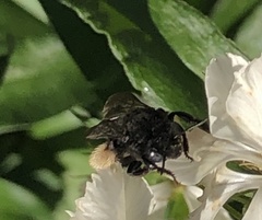 Melissodes bimaculatus