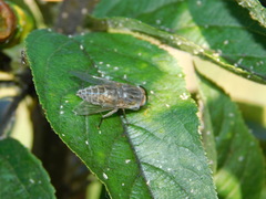 Tabanus bromius