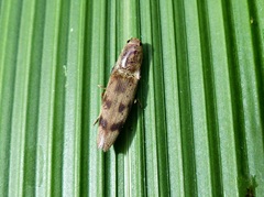 Conoderus fuscofasciatus