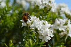 Bombus hypnorum