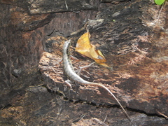 Sphenomorphus melanopogon