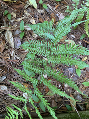 Deparia petersenii