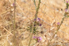 Carduus carpetanus