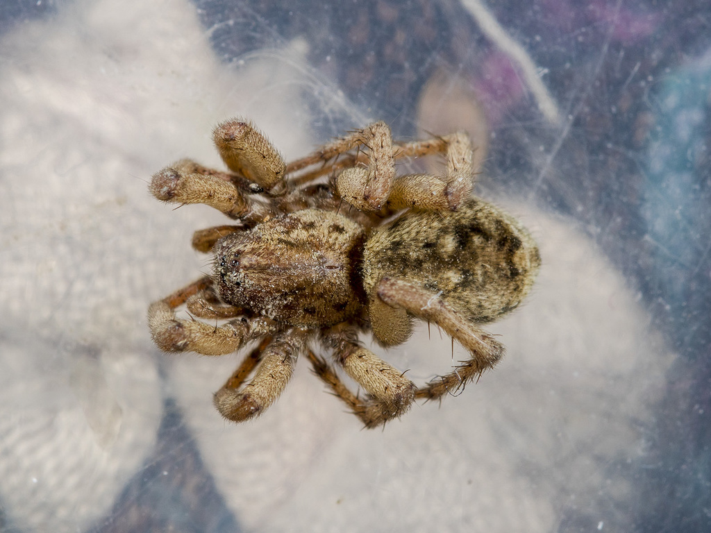 Berlandina plumalis