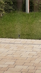 Passer domesticus