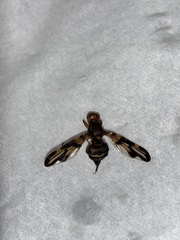 Idana marginata