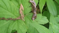 Aporrectodea caliginosa