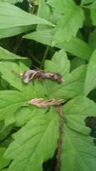 Aporrectodea caliginosa