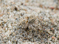 Yllenus turkestanicus