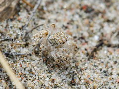 Yllenus turkestanicus