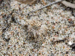 Yllenus turkestanicus