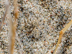 Yllenus turkestanicus