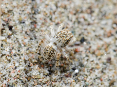 Yllenus turkestanicus