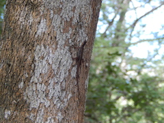 Sphenomorphus melanopogon