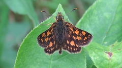 Carterocephalus mandan