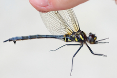 Somatochlora elongata