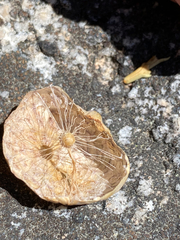 Andricus vacciniifoliae