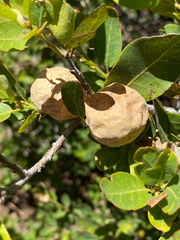 Andricus vacciniifoliae