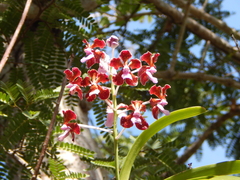 Vanda perplexa