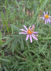 Galatella dahurica