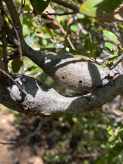 Protobalandricus spectabilis