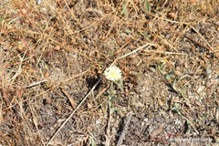 Pilosella castellana