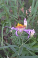 Galatella dahurica
