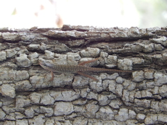 Sphenomorphus striolatus