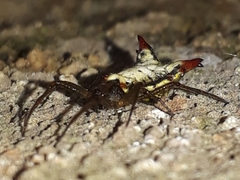 Micrathena plana
