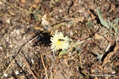 Pilosella castellana