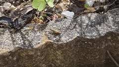 Chorthippus brunneus
