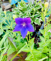 Platycodon grandiflorus