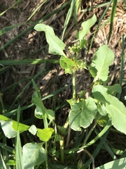 Rumex hypogaeus